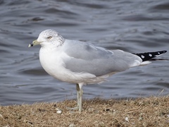 Larus delawarensis