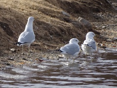 Larus delawarensis