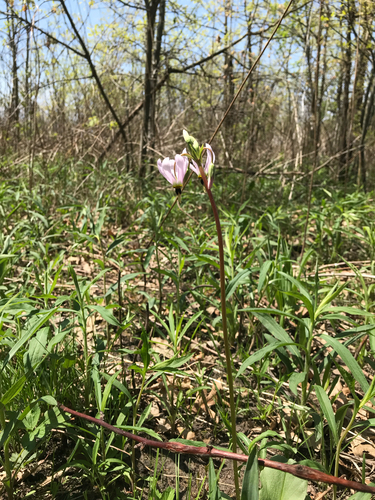 iNaturalist observation photo of eastern shooting star