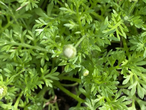Cotula australis observed 2026-01-14