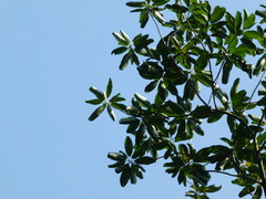 Ixonanthes reticulata