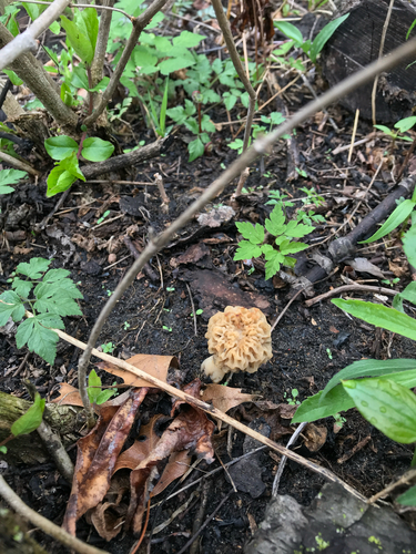 iNaturalist observation photo of American yellow morel