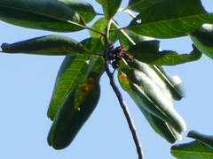 Ixonanthes reticulata