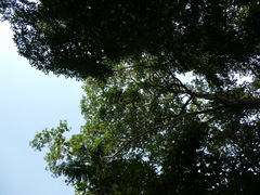 Ixonanthes reticulata