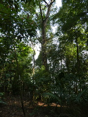 Ixonanthes reticulata