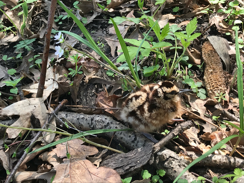 iNaturalist observation photo of American Woodcock