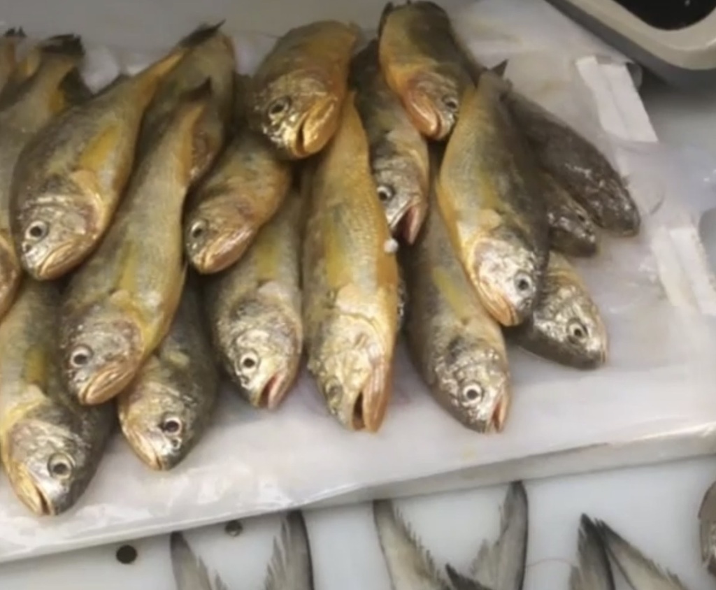 Yellow croaker (Larimichthys polyactis) — Sciaenidae