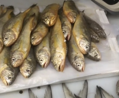 Yellow croaker (Larimichthys polyactis) — Sciaenidae