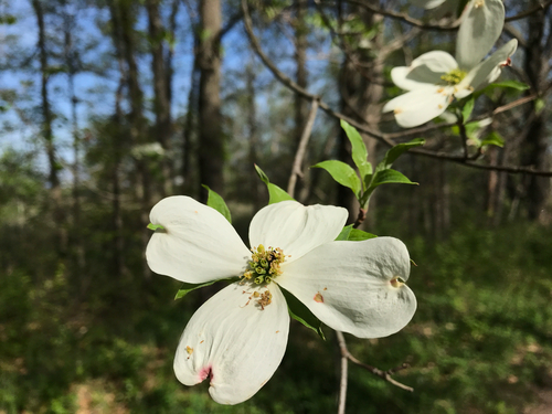 iNaturalist observation photo of flowering dogwood