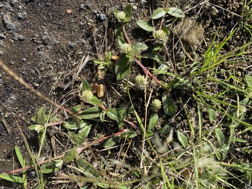 Gomphrena celosioides, 2026-01-14