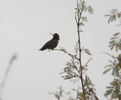 Calypte anna