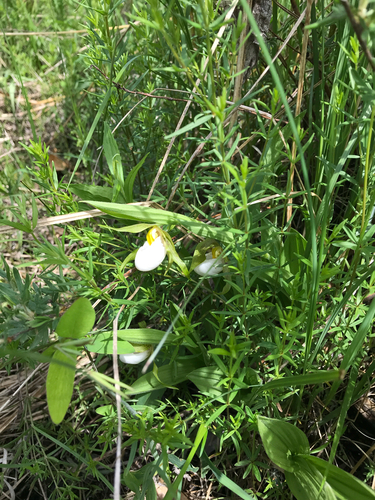 iNaturalist observation photo of small white lady's-slipper