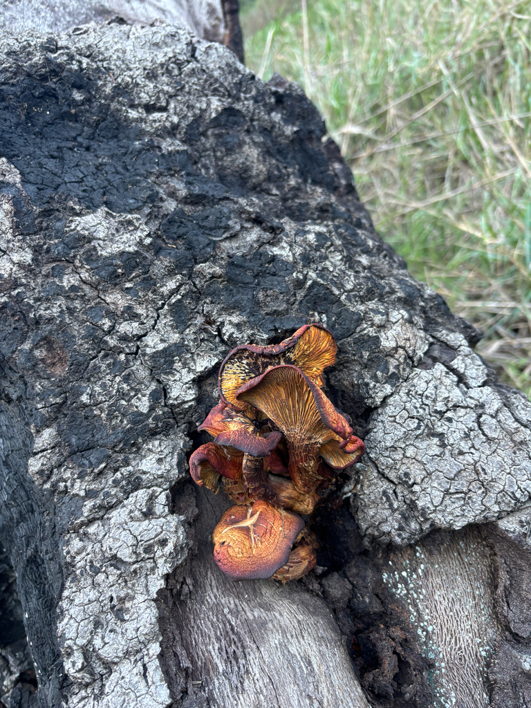 Omphalotus olivascens · January 2026 · photo: © jefflfy (iNaturalist, cc-by)