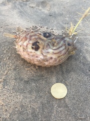 Chilomycterus mauretanicus