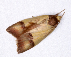 Heteroteucha dichroella