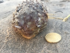 Chilomycterus mauretanicus