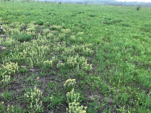 iNaturalist observation photo of Canadian lousewort