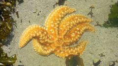 Meyenaster gelatinosus