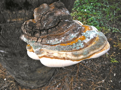 Ganoderma zonatum