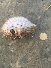 Chilomycterus mauretanicus