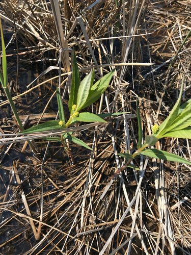 iNaturalist observation photo of Tufted Loosestrife