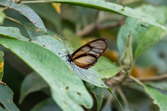 Dircenna adina lorica