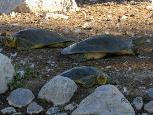Tortuga de concha blanda observed by karlambenitez