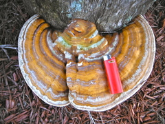 Ganoderma zonatum
