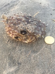 Chilomycterus mauretanicus