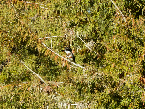 Martín pescador norteño observed by karlambenitez