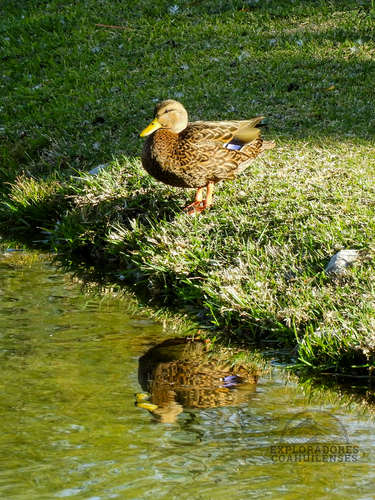 Mexican Duck (Anas diazi), photo 6