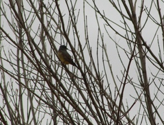 Tyrannus vociferans