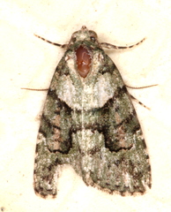 Pherechoa crypsichlora