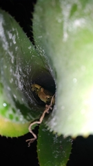 Trachycephalus mesophaeus