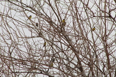 Spinus psaltria