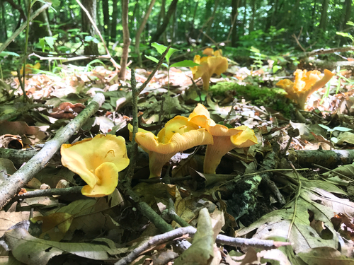iNaturalist observation photo of Cantharellus flavolateritius