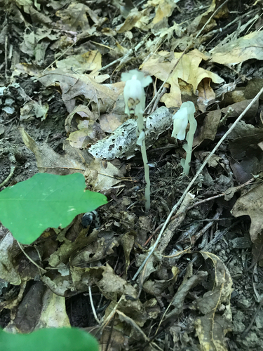 iNaturalist observation photo of Ghost Pipe