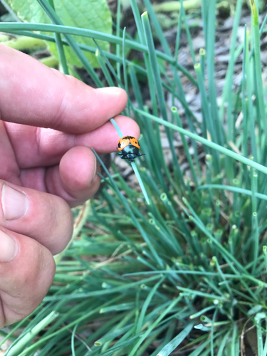 iNaturalist observation photo of Swamp Milkweed Leaf Beetle