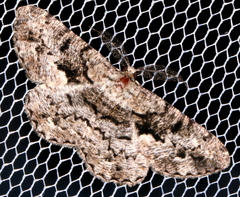 Hypomecis externaria