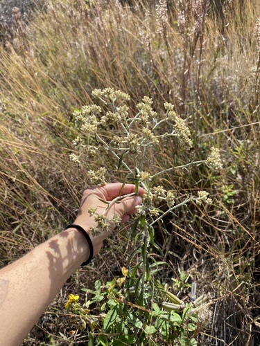 Pseudognaphalium attenuatum, 2026-01-14