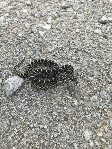 iNaturalist observation photo of Bullsnake