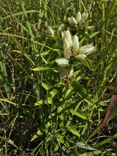 iNaturalist observation photo of pale gentian