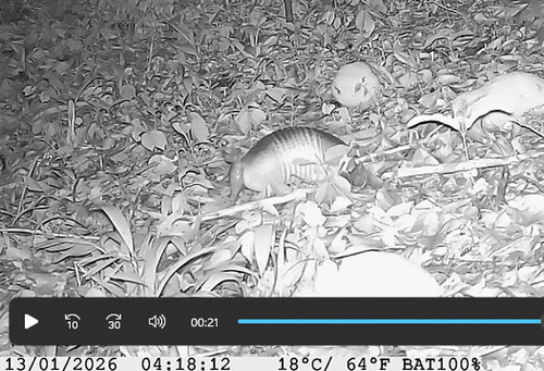 Tatu-galinha observed by paulo_celso_cunha