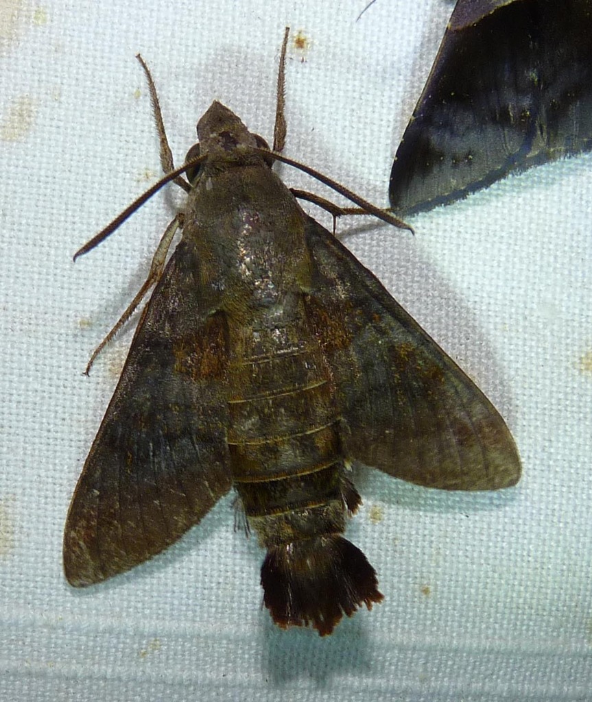 Macroglossum assimilis