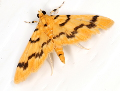 Dichocrocis clytusalis
