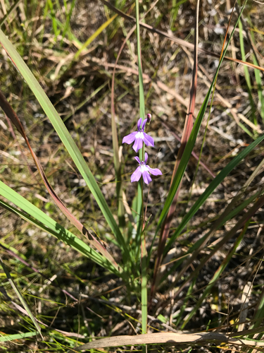 iNaturalist observation photo of Kalm's Lobelia