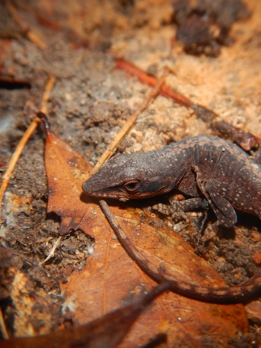 Green Anole observed by fishbruh