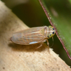 Graminella villica