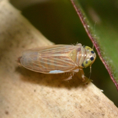 Graminella villica
