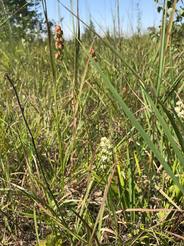 iNaturalist observation photo of Sticky False Asphodel